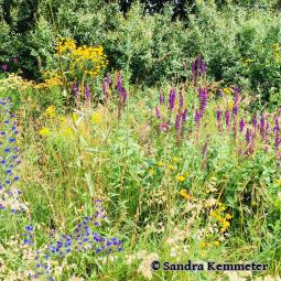 Wildkräuter am Wegesrand - Foto von Sandra Kemmeter