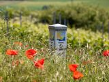 Wegweiser im Mohnfeld
