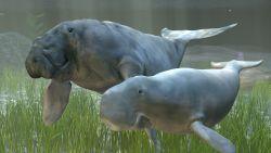 Seekühe Nachbildung über Seegras