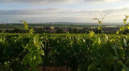 Blick über die Weinberge auf Flonheim