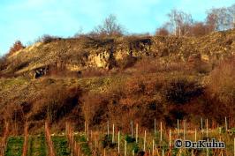Blick über Weinberge auf Felswand aus Saeulenrhyolith - Foto von ©Dr.Kuhn