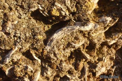 Fundament aus Austernbänken - Foto von ©Dr. Kuhn