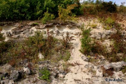 Blick in die Siefersheimer Sandgrube - Foto von ©Dr.Kuhn