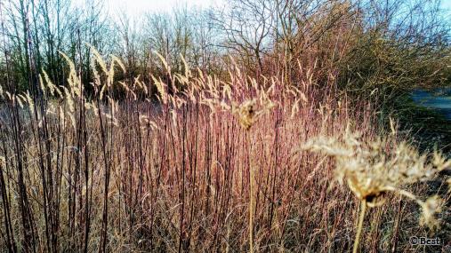 Gräser und Büsche im Abendlicht - Foto von ©Best