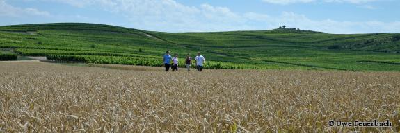Vier Menschen wandern bei strahlend blauem Himmel am Petersberg durchs Feld, im Hintergrund sind Weinberge. - Foto von Uwe Feuerbach