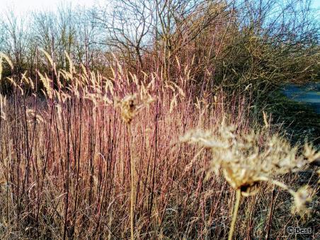 Gräser und Büsche im Abendlicht - Foto von ©Best